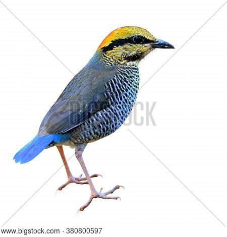 Blue Pitta (hydrornis Cyaneus) The Beautiful Blue Bird With Yellow To Orange Head And Little Wings F