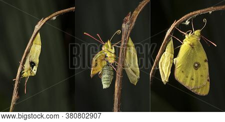 Berger's Clouded Yellow Colias Alfacariensis Drying Its Wings  After Emerging From Its Chrysalis