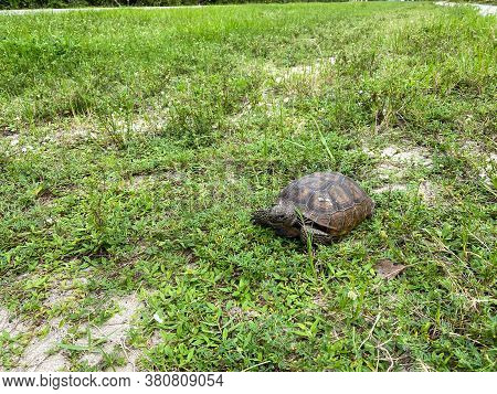 A Gopher Tortoise Walking On A Grassy Area In Florida.