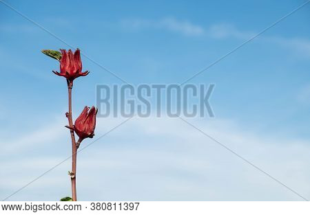 Roselle Or Hibiscus Sabdariffa Flower On Tree The Background Is Beautiful Sky.used To Make Herbal Dr