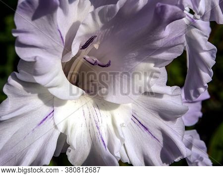 Delicate Fresh Light Lilac Gladiolus In The Garden