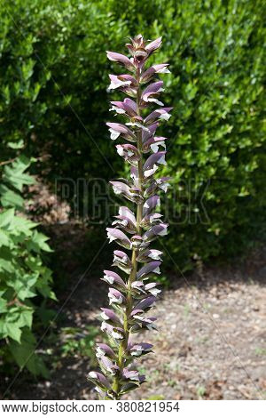The Tall Flower From The Plant Called Bear's Breech A Species Of Acanthus, Growing In England