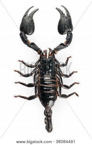 schwarzen Skorpion Arten Heterometrus cyaneus