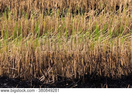Straw Rice In The Field Had Burned By Farmer After Harvest And Preparing For New Rice Crop In The Ne