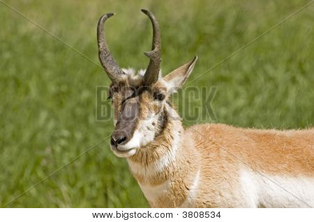 Pronghorn antilope occhi la fotocamera con circospezione