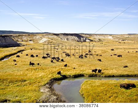 Buffalo på Oxbow Bend Yellowstone