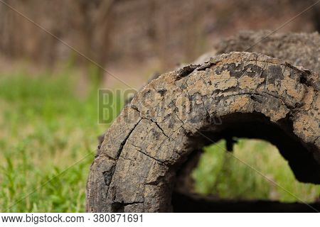 Hollow Log, A Fallen Tree On The Grass