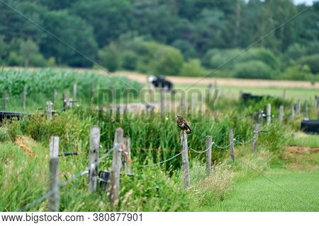 Common Buzzard Resting On A Pole With Fields In The Background