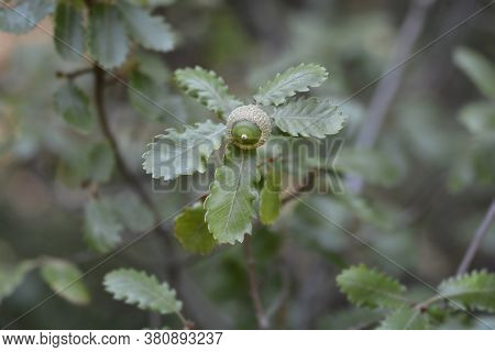 Portuguese Oak - Latin Name - Quercus Faginea
