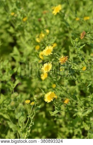 Small Fleabane Flowers - Latin Name - Pulicaria Vulgaris