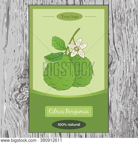 Organic Tea Collection. Vector Flyer With Hand Drawn Illustration Of Citrus Bergamia On A Wooden Bac
