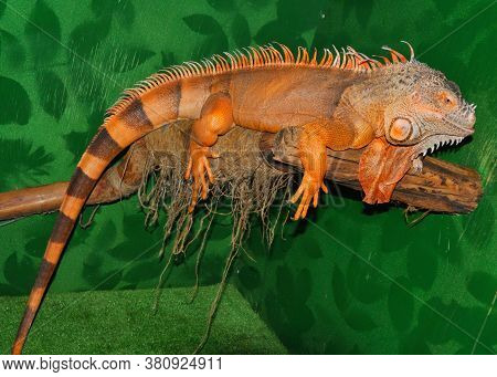 Red Iguana - Morph Green Iguana (lat. Iguana Iguana) In Terrarium