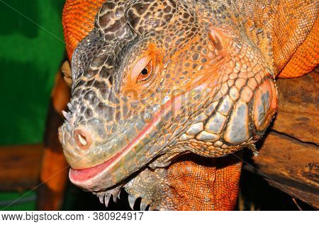 Red Iguana - Morph Green Iguana (lat. Iguana Iguana) In Terrarium
