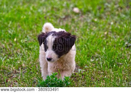 Small Puppy Of A Karakachan Dog Breed, Photo Of Puppy Guardian Dog