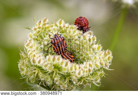 Red-black Shield Bugs (graphosoma Lineatum) In A White Flower