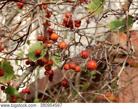 Autumn Hawthorn Branch With Red Berries And Yellow Green Leaves On A Blury Background
