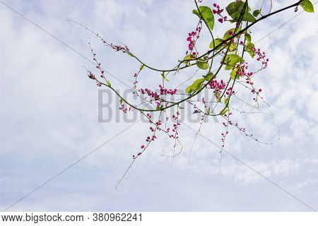 Mexican Creeper, Antigonon Leptopus Is Ornamental Plant That Is Native To Mexico. It Is A Vine With 
