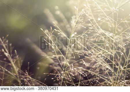 Defocused Abstract Nature Background With Grass Flower.