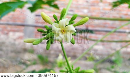 Beautiful Papaya Fruit Flowers Are Blooming Macro Photo.