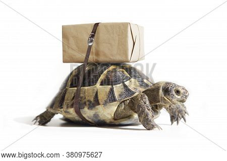 Turtle With Shipping Box On A Back, Isolated On White. Delivery Concept. Selective Focus.