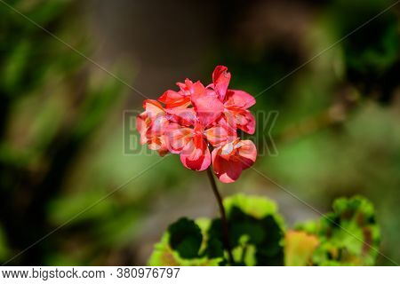 Group Of Vivid Red Pelargonium Flowers, Commonly Known As Geraniums, Pelargoniums Or Storksbills, An