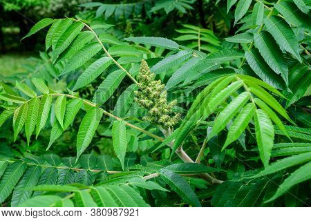 Minimalist Monochrome Background With Large Green Leaves And Small Flowers Of Rhus Shrub, Commonly K