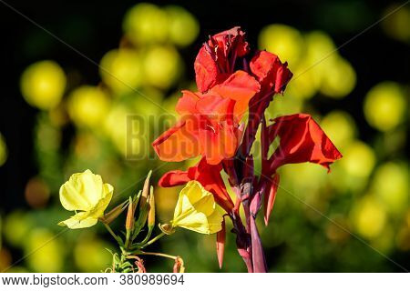 Red Flowers Of Canna Indica, Commonly Known As Indian Shot, African Arrowroot, Edible Canna, Purple 