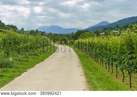 Rural Landscape In Valsugana, Trento, Trentino Alto Adige, Near Vigolo Vattaro At Summer. Vineyards