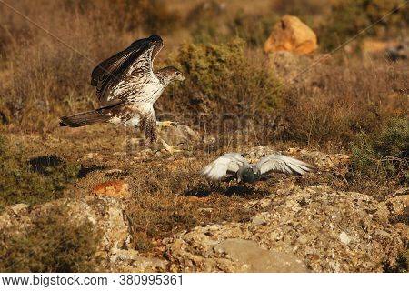 The Bonelli's Eagle (aquila Fasciata), Male Eagle Attacking The Pigeon (columba Livia)