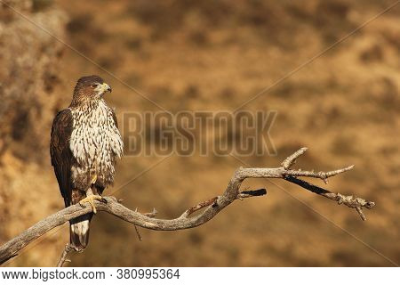 The Bonelli's Eagle (aquila Fasciata), Female Sitting On The Branch Above The Large Valley With Yell