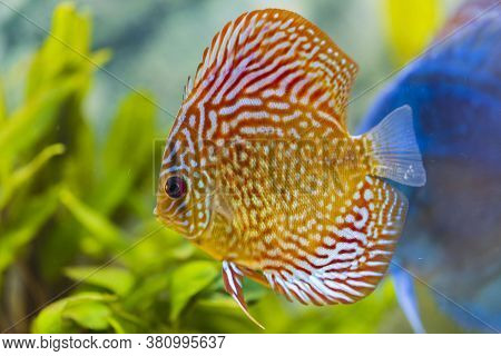 Close Up View Of Gorgeous Checkerboard Pigeon Blood Discus Aquarium Fish. Hobby Concept.