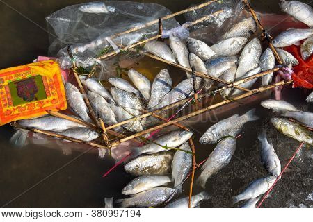 Tianjin / China - February 14, 2016: Dead Fish Floating In The Hai River (haihe) In Tianjin, China