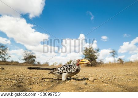 A Southern Yellow-billed Hornbill Sitting On The Ground With A Blue, Cloudy Sky, Kruger National Par