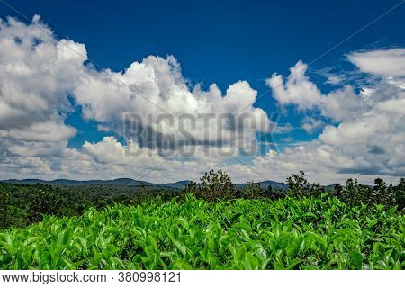 Tea Garden With Green Forests And Amazing Blue Sky Image Is Taken At South India. It Is Showing The 