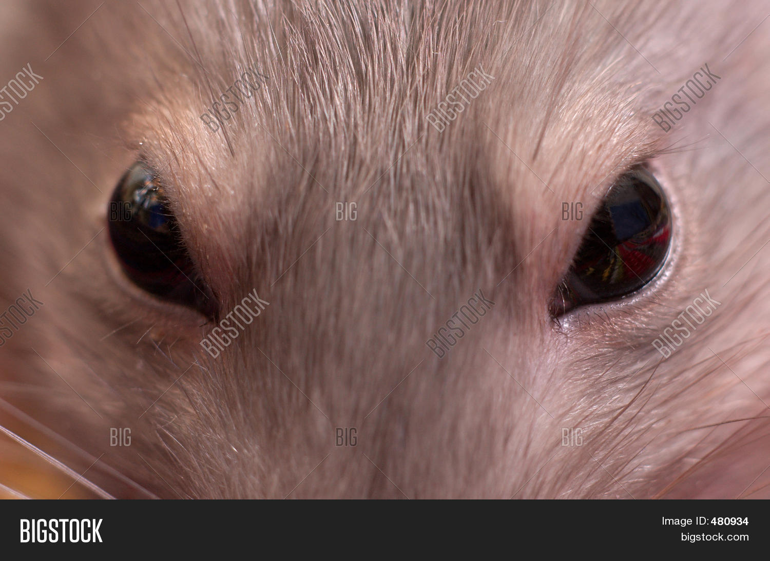 Close Eyes Mouse Image & Photo (Free Trial) Bigstock