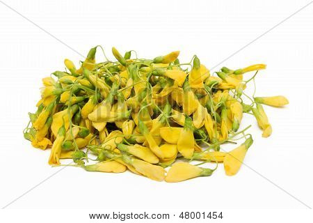 Sesbania flower