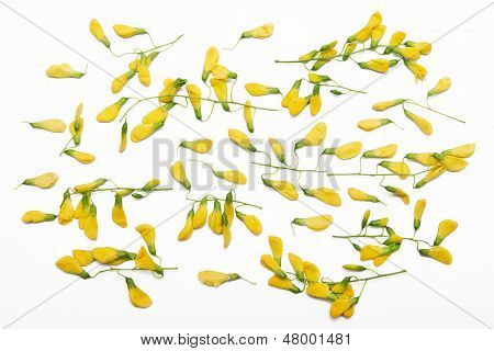 Sesbania flower