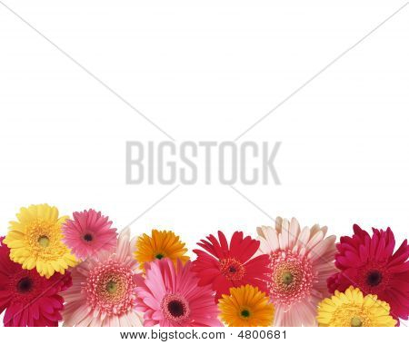 Virágok fehér háttér