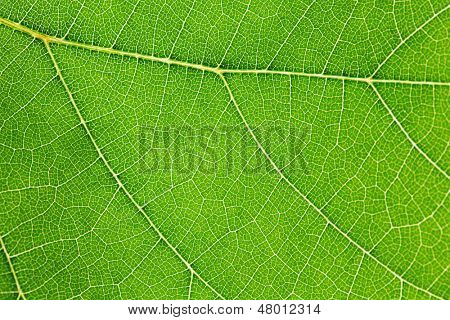 Frische Dreen Blatt Textur Makro Nahaufnahme