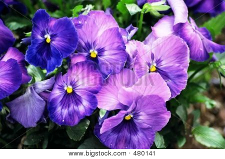Viole del pensiero