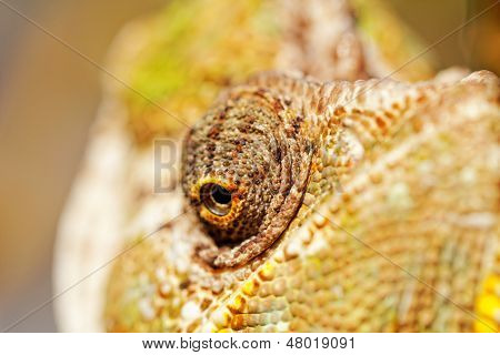 Chamaeleo Calyptratus