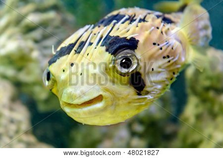Poisson hérisson
