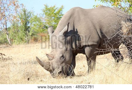 Vom Aussterben bedrohte Nashorn