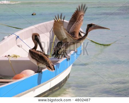 Pellicani a caccia