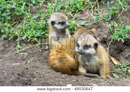 Bébés suricate