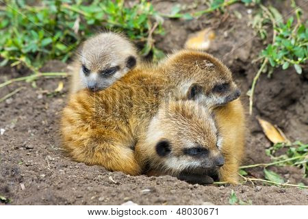 Bébés suricate