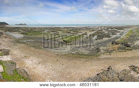 Allevamento di ostriche Cancale