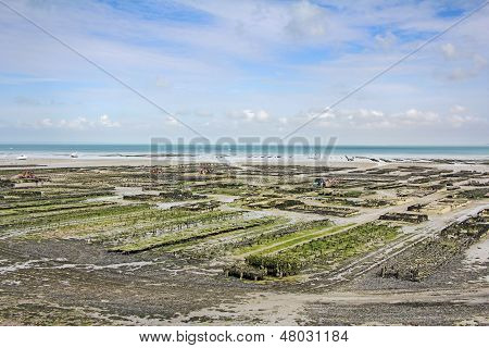 Parchi di ostriche Cancale
