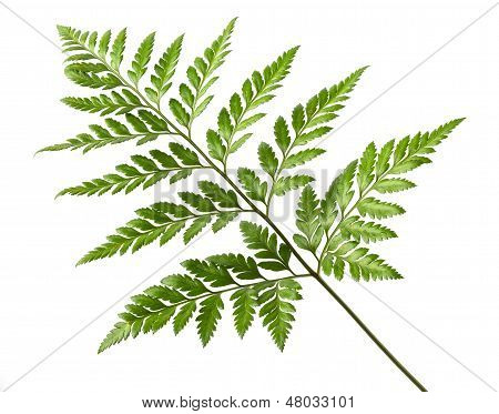 Leather leaf fern