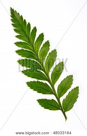 Leather leaf fern